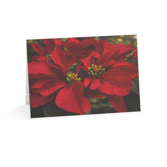 Holiday Poinsettia 30 pcs. 7" x 5"